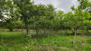 Volta Region, Peki (Adzokoe) _ 6 Acres Farmland With Stream