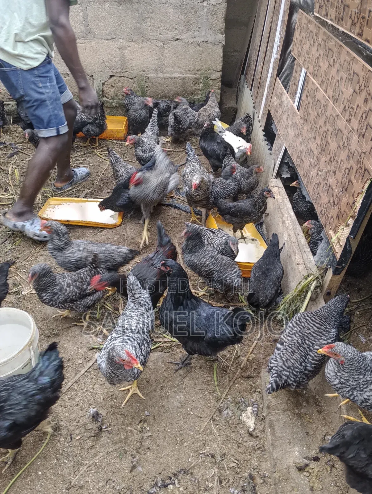 Chicken Available for Sale