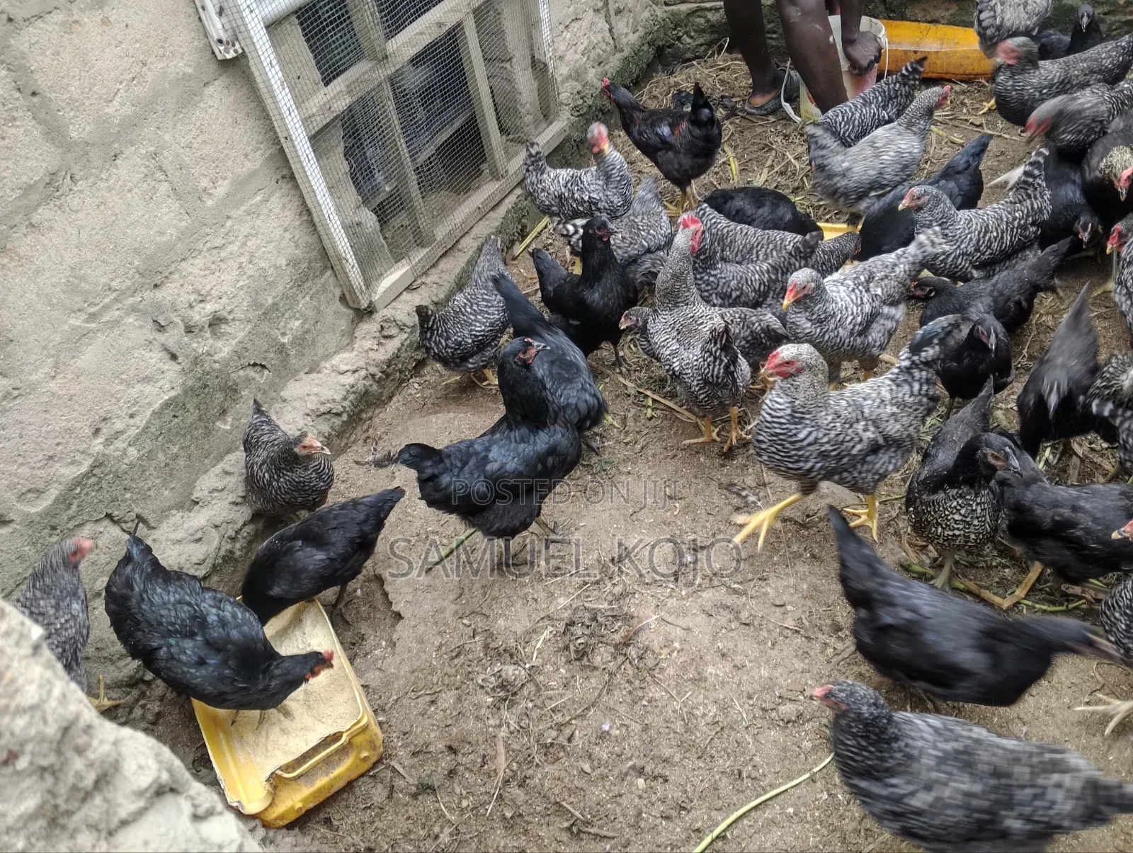 Chicken Available for Sale
