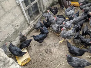 Chicken Available for Sale