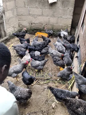 Chicken Available for Sale