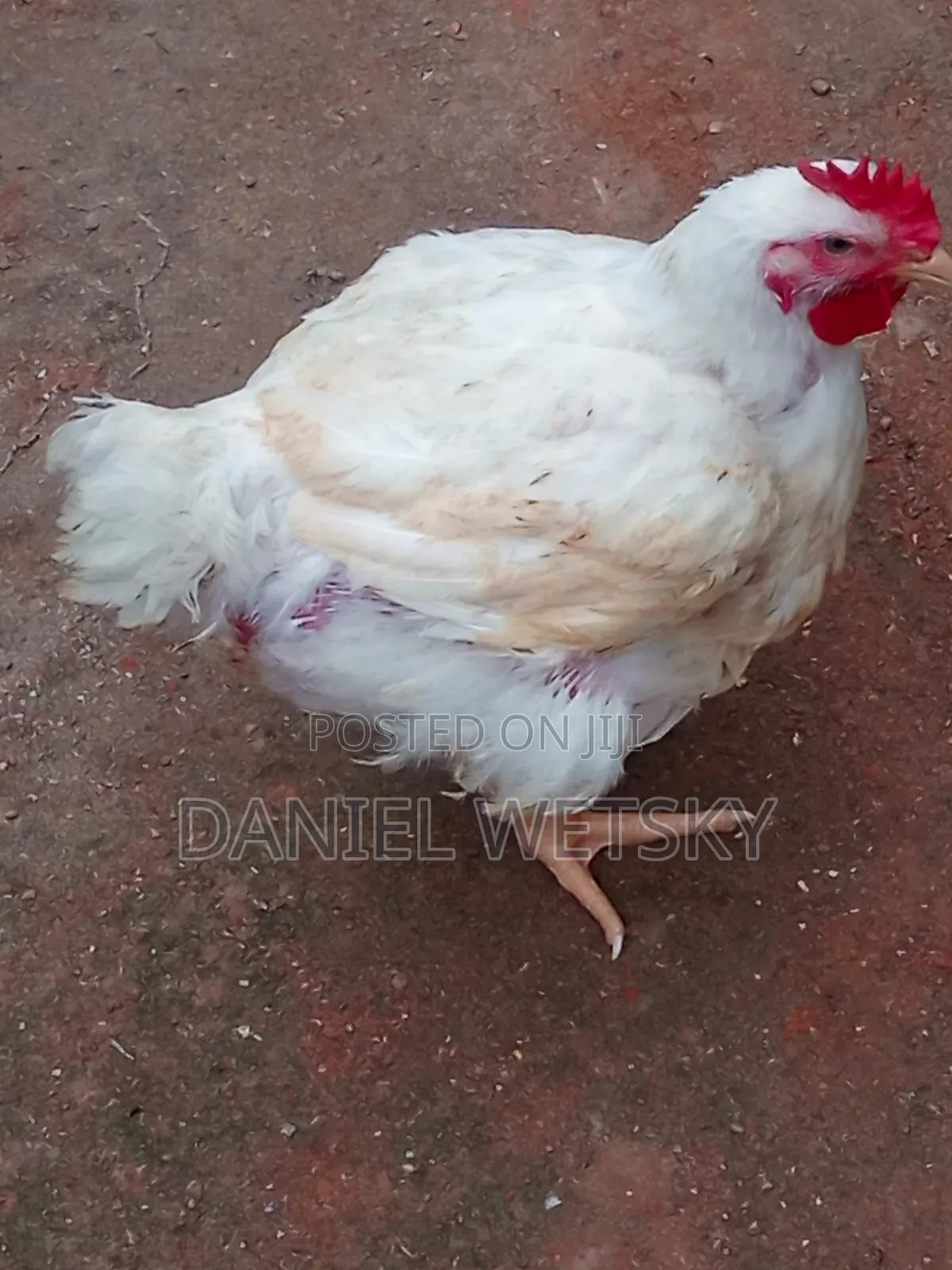 Broilers for Sale
