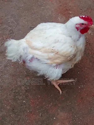 Broilers for Sale
