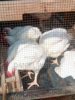 Broilers for Sale