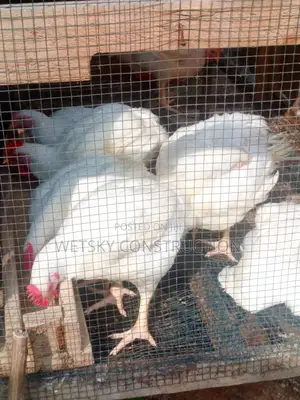 Organic Chickens for Sale