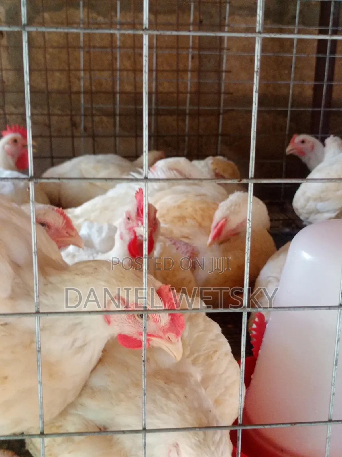 Broilers for Sale