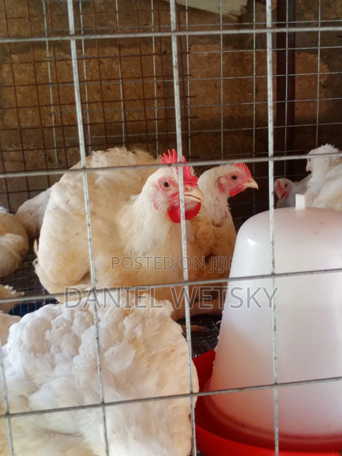 Broilers for Sale