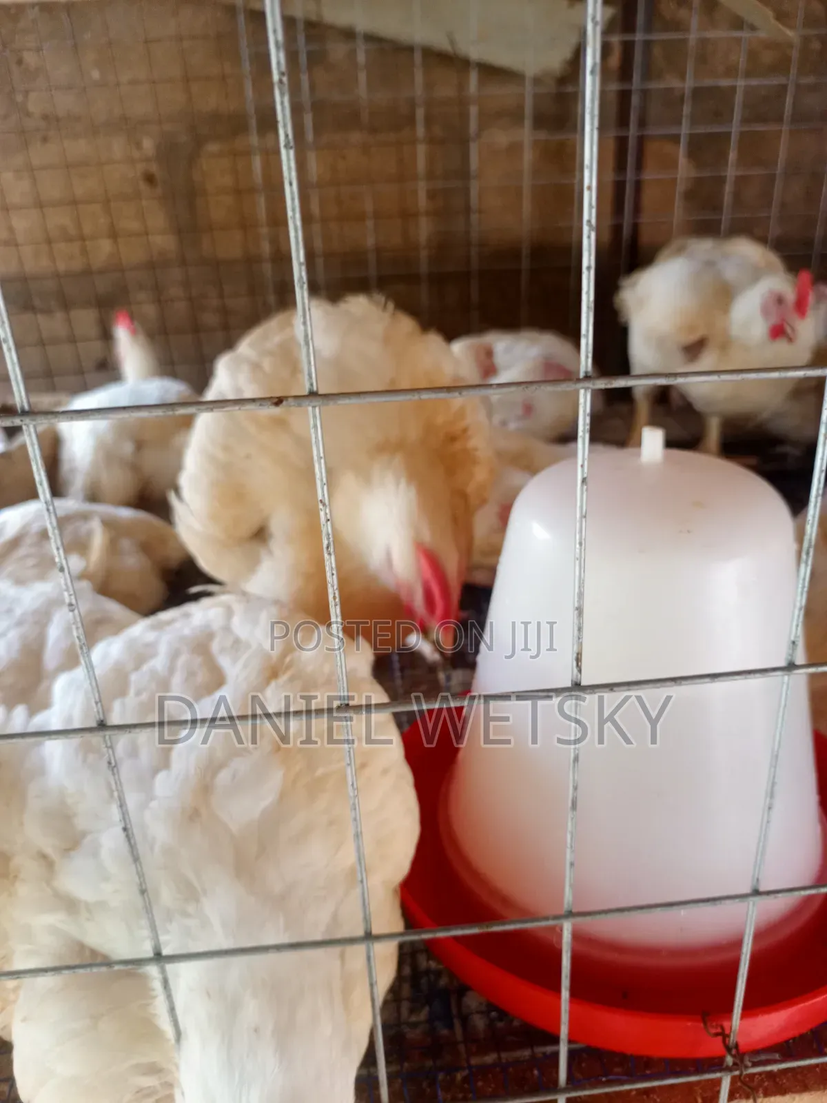 Broilers for Sale