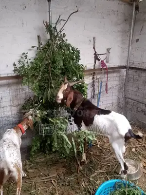 Strong Male Sahelian Goat for Crossing