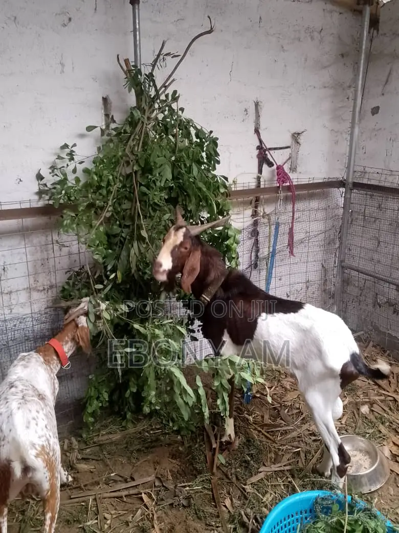 Strong Male Sahelian Goat for Crossing