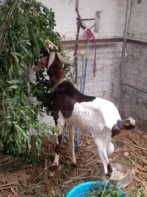 Strong Male Sahelian Goat for Crossing