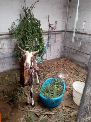 Strong Male Sahelian Goat for Crossing