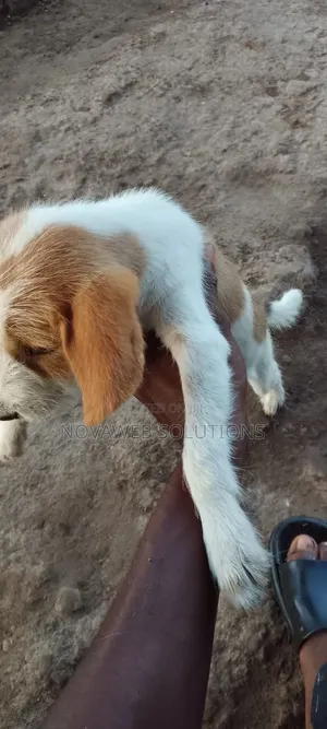 1-3 months Male Mixed Breed Dog