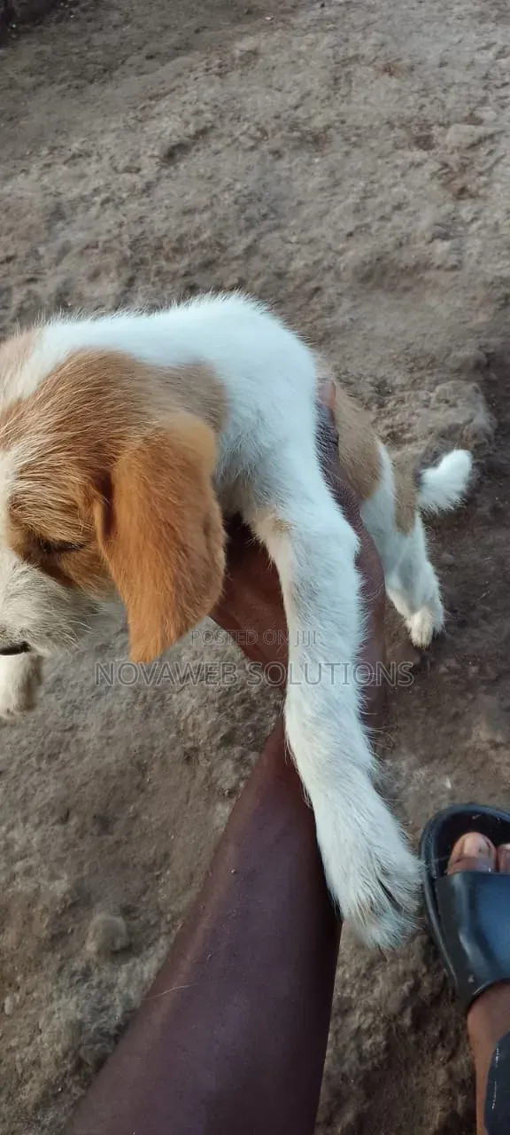 1-3 months Male Mixed Breed Dog