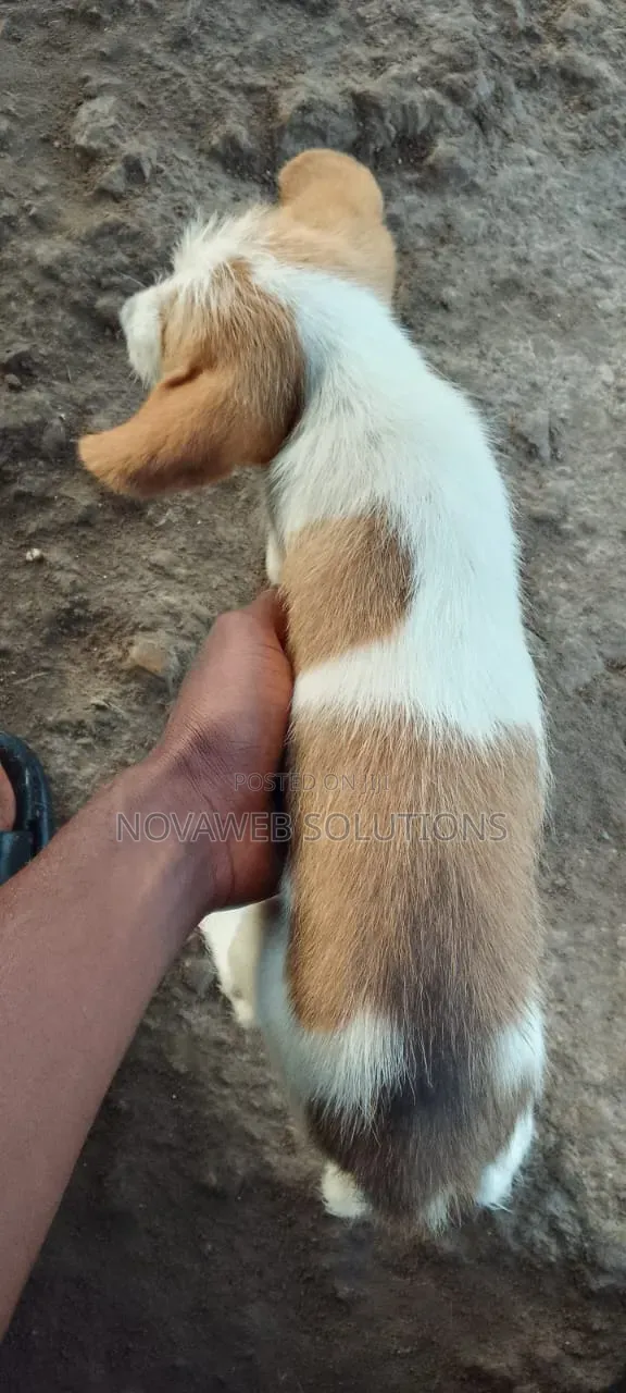 1-3 months Male Mixed Breed Dog