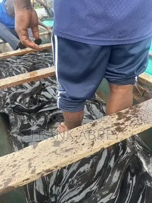 Fresh Catfish