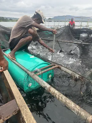 Fresh Catfish