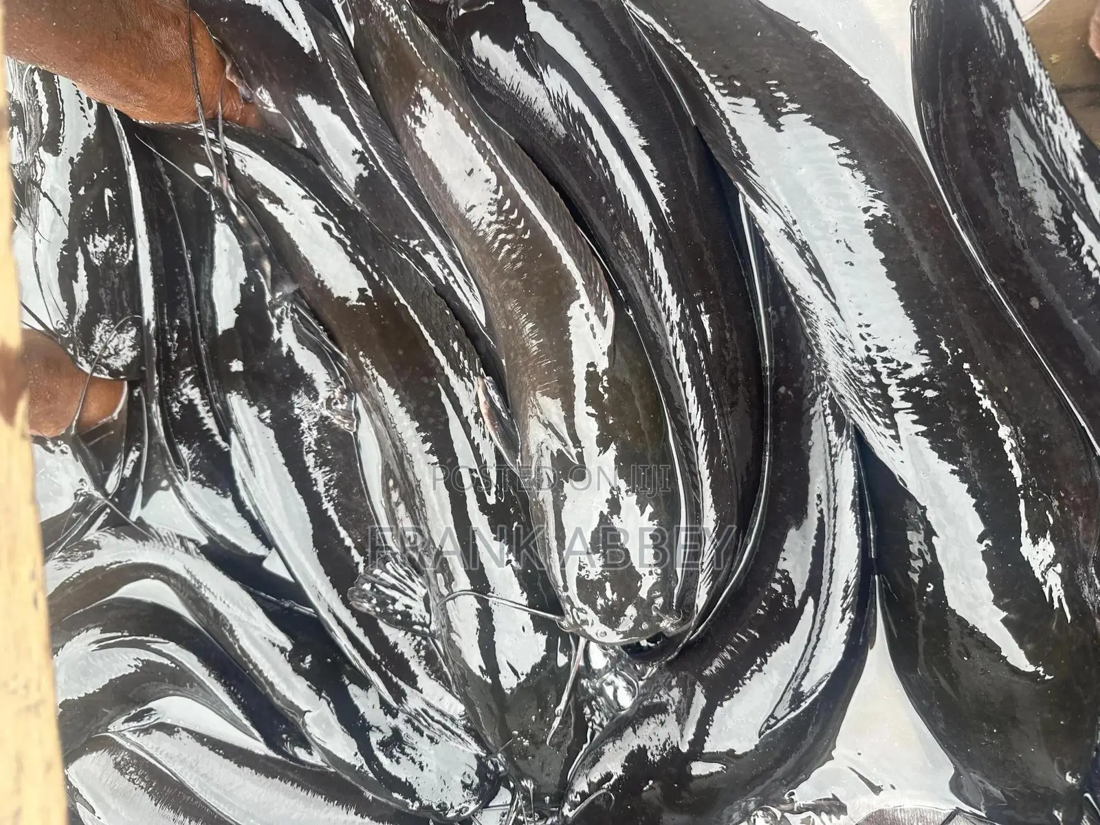 Fresh Catfish
