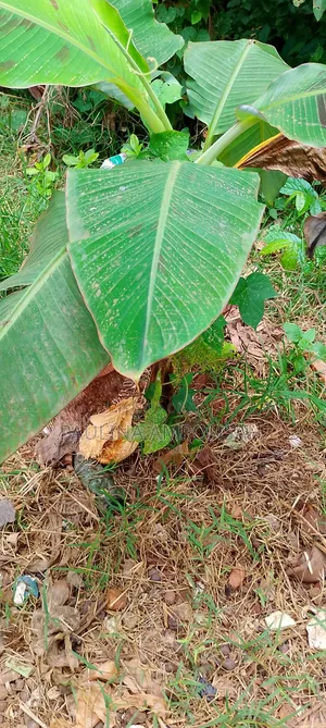 Plantain Seedlings Available for Bug Purchase