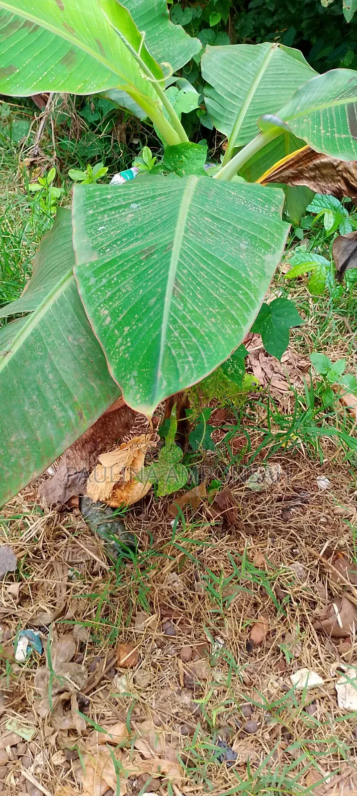Plantain Seedlings Available for Bug Purchase