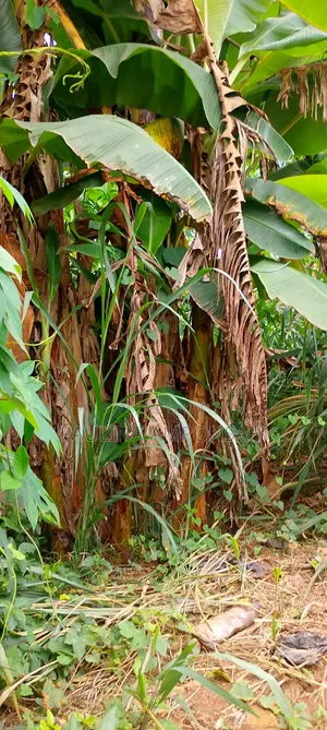 Plantain Seedlings Available for Bug Purchase