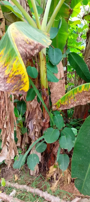 Plantain Seedlings Available for Bug Purchase