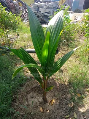 De-Byble Dwarf and Hybrids Seedlings 