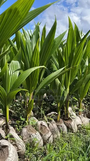 De-Byble Dwarf and Hybrids Seedlings 
