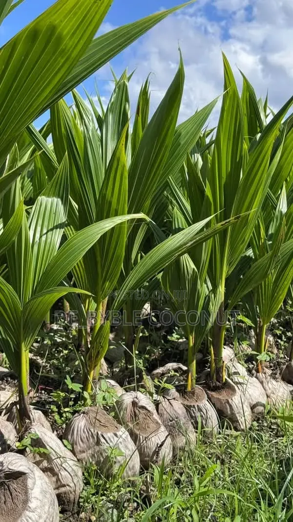 De-Byble Dwarf and Hybrids Seedlings 