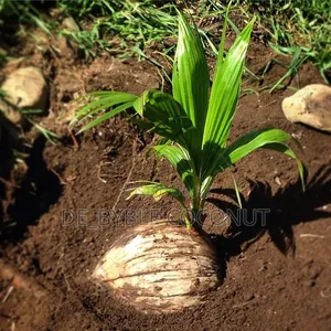 De-Byble Dwarf and Hybrids Seedlings 