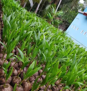 De-Byble Dwarf and Hybrids Seedlings 