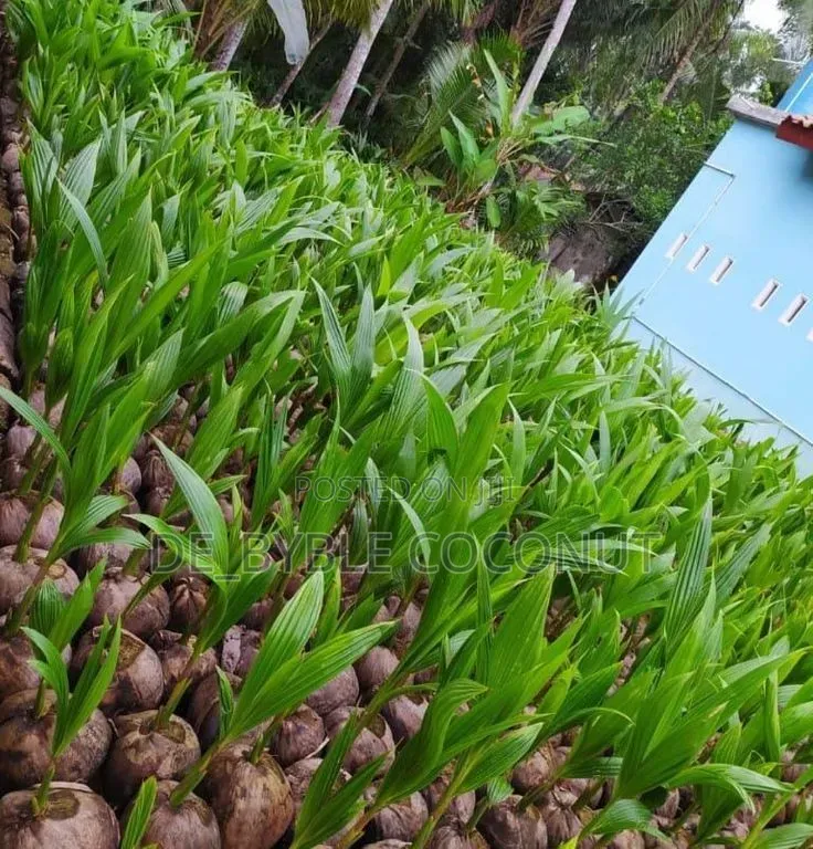 De-Byble Dwarf and Hybrids Seedlings 