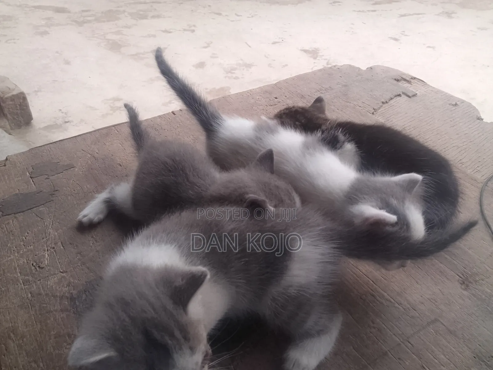 0-1 month Female Mixed Breed American Shorthair