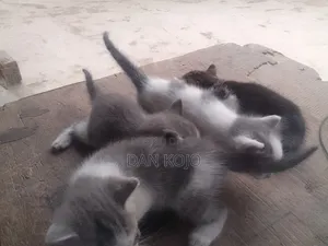 0-1 month Female Mixed Breed American Shorthair