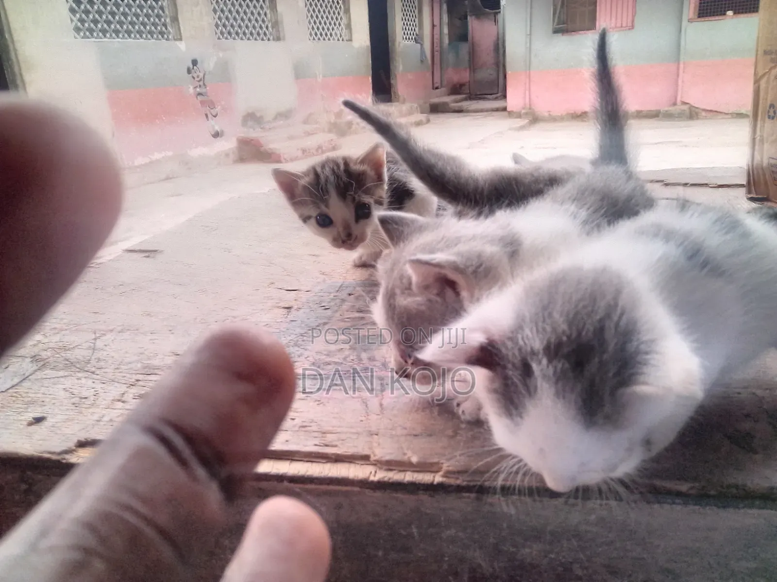 0-1 month Female Mixed Breed American Shorthair