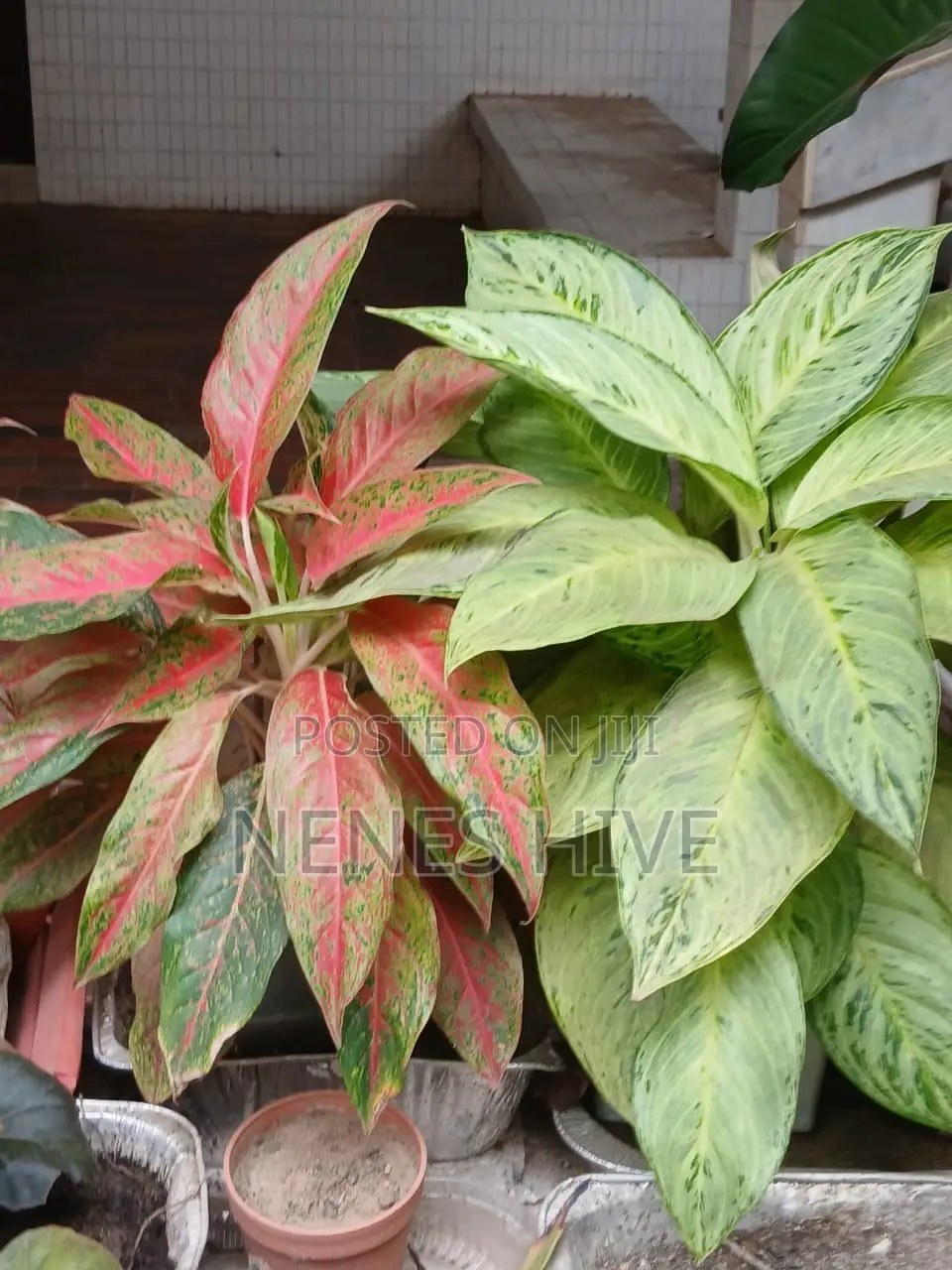Plant Varieties
