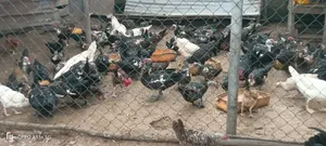 Matured Male and Female Muscovy Ducks for Sale