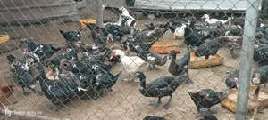 Matured Male and Female Muscovy Ducks for Sale
