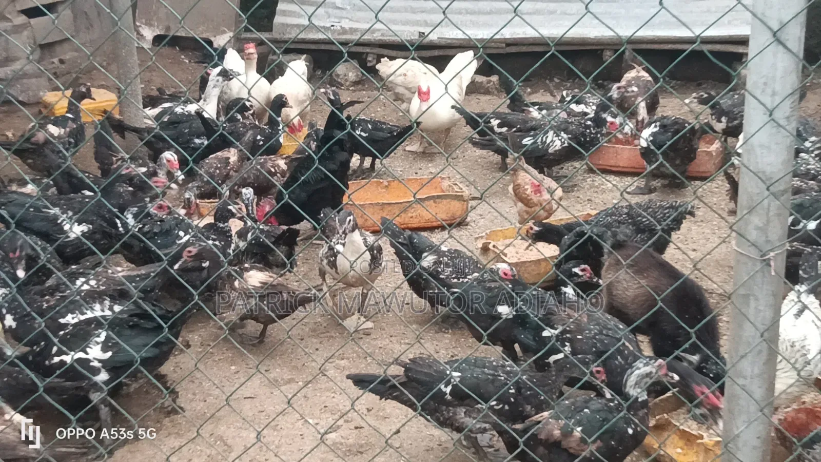 Matured Male and Female Muscovy Ducks for Sale