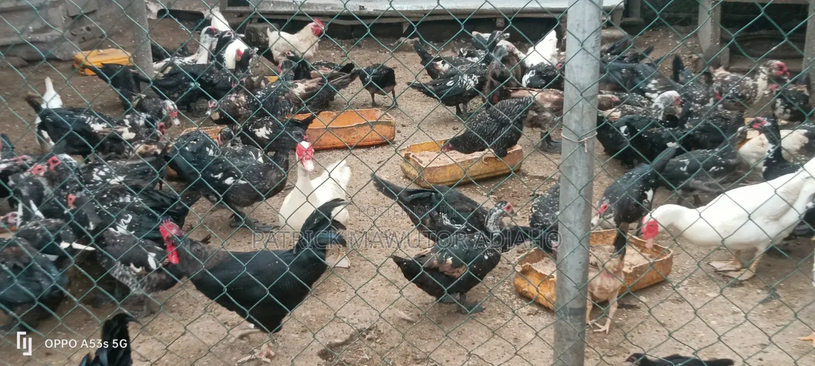 Matured Male and Female Muscovy Ducks for Sale