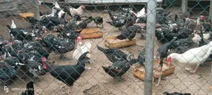 Matured Male and Female Muscovy Ducks for Sale