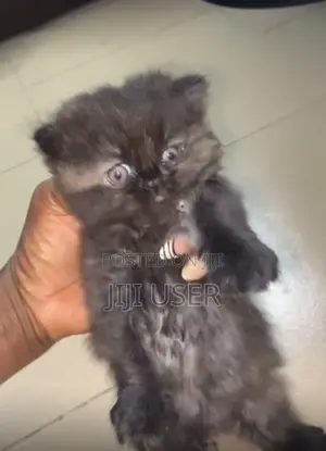 1-3 months Female Purebred Persian