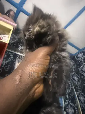 1-3 months Female Purebred Persian