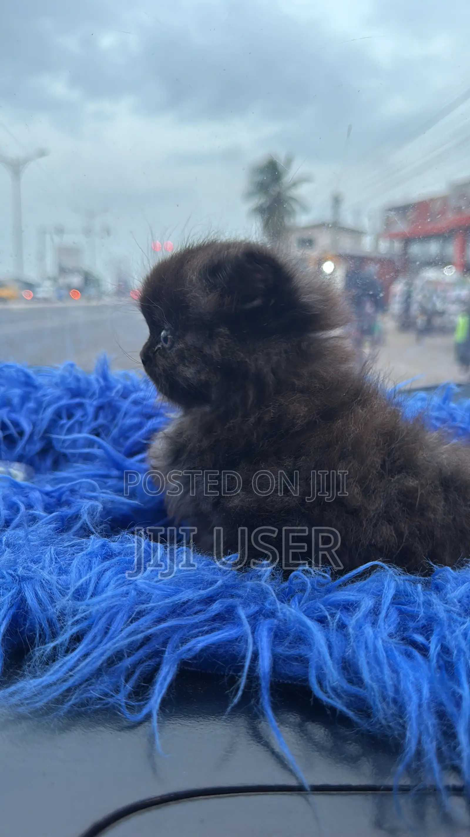 1-3 months Female Purebred Persian