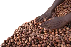 Shea Nuts and Shea Butter Available for Sale