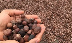 Shea Nuts and Shea Butter Available for Sale