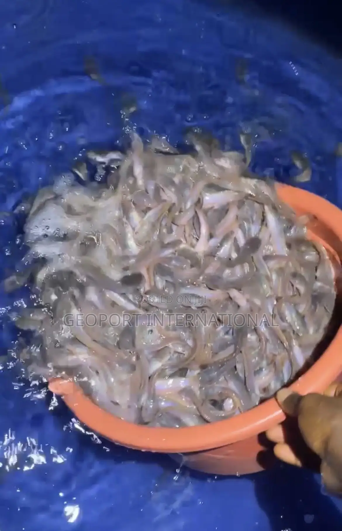 Catfish Fingerlings/ Juveniles/Jumbo