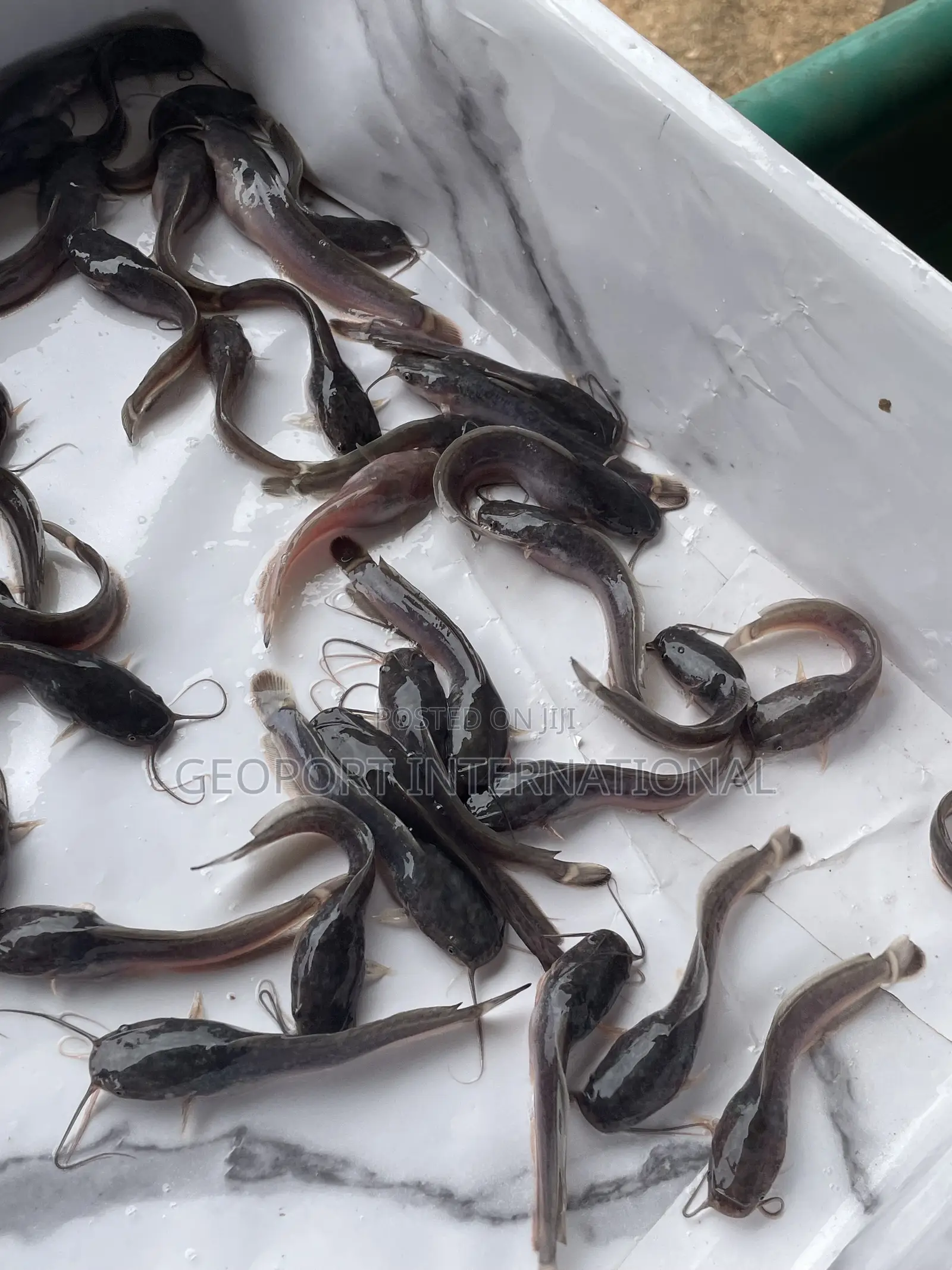 Catfish Fingerlings/ Juveniles/Jumbo