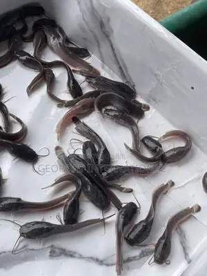 Catfish Fingerlings/ Juveniles/Jumbo