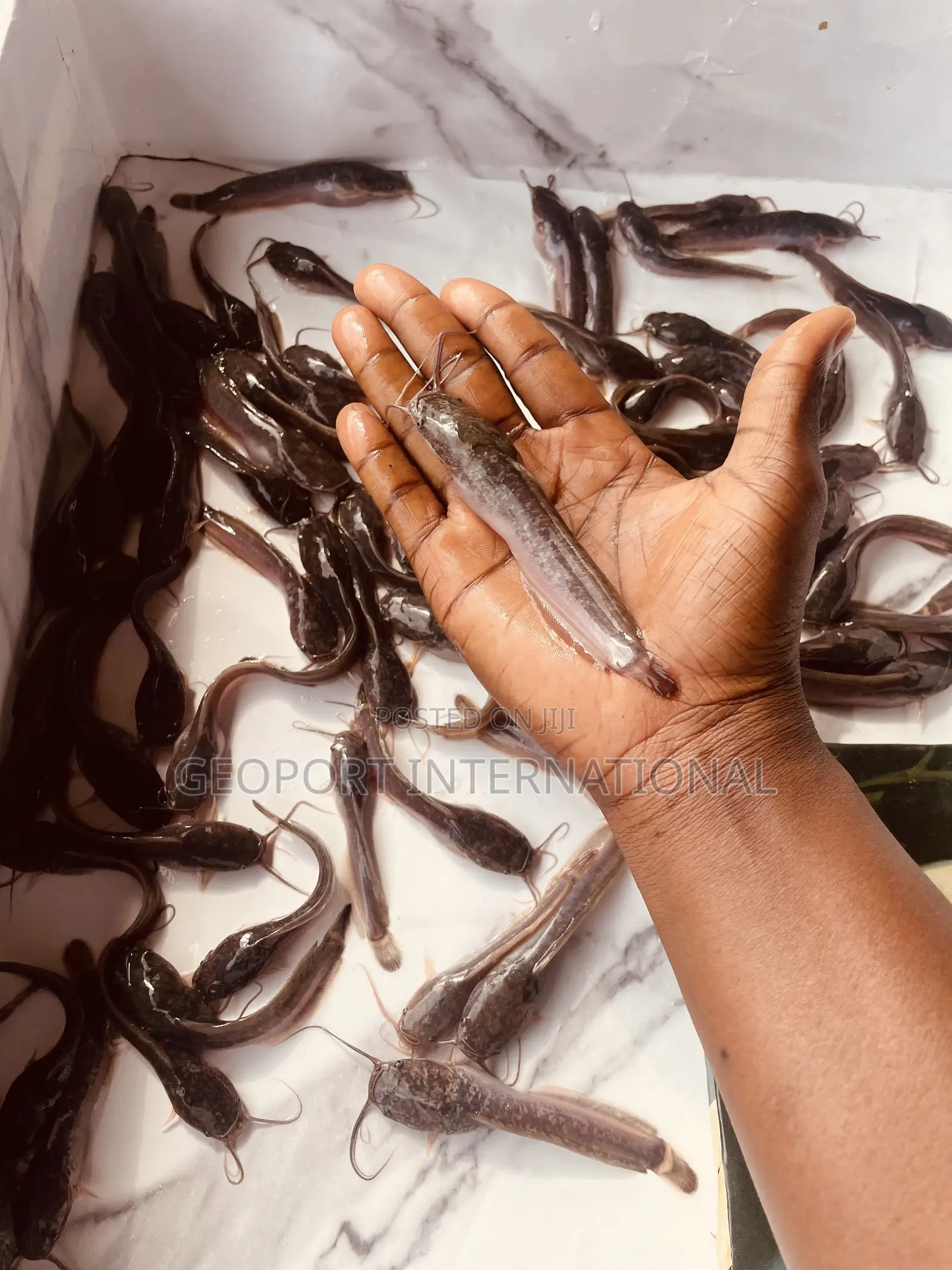 Catfish Fingerlings/ Juveniles/Jumbo